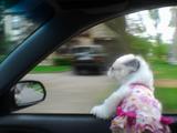 Help for my puppy 2