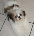 Help for my puppy 4