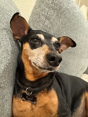 Help with dog walking 1