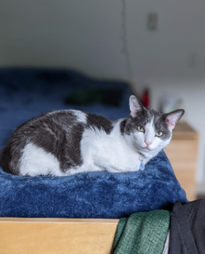 Lovely Cat looking for a new home 2