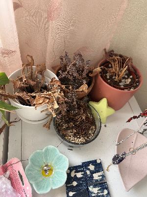 plant pots! 3