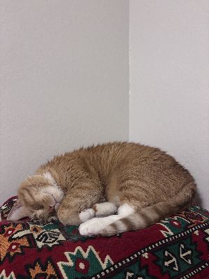 Seeking Thanksgiving cat-sitter 1