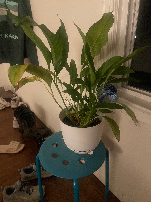 Peace Lily 1