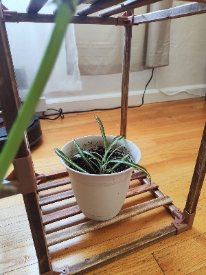 Monstera Deliciosa and Other Houseplants 2