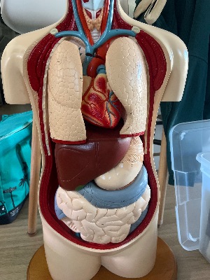 Anatomical model with removable parts 3