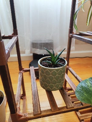 Monstera Deliciosa and Other Houseplants 3