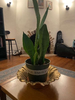 Snake plant 1