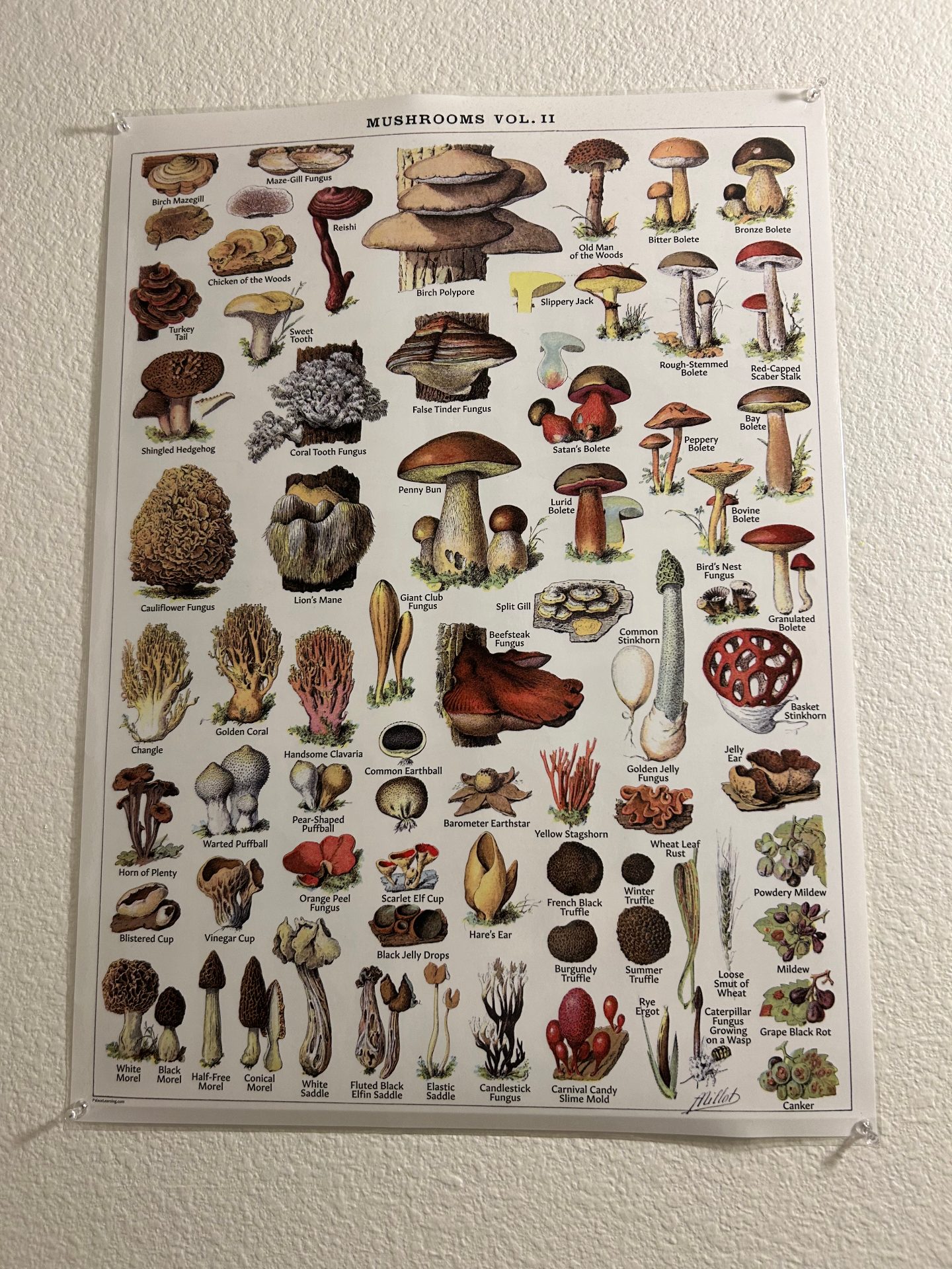 Set of mushroom posters 2