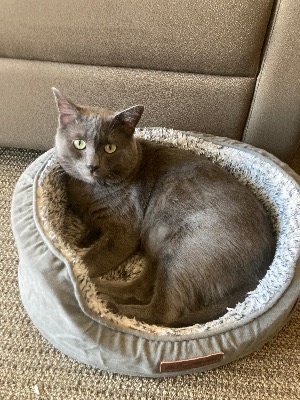 Cat for Adoption - No fees, neutered, up-to-date shots 2