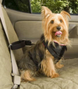 Dog Gear and Goodies (Some Free) 1