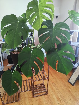 Monstera Deliciosa and Other Houseplants 1
