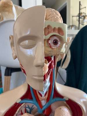 Anatomical model with removable parts 2