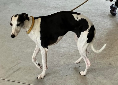 Dog / apartment sitting needed for October 16/17, and also Thanksgiving and/or Christmas 1