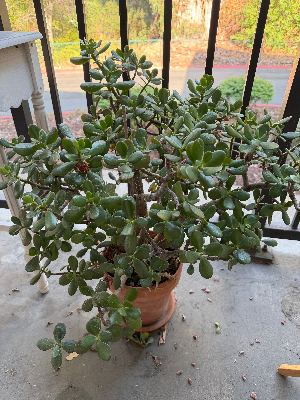 Balcony/outdoor plants 3