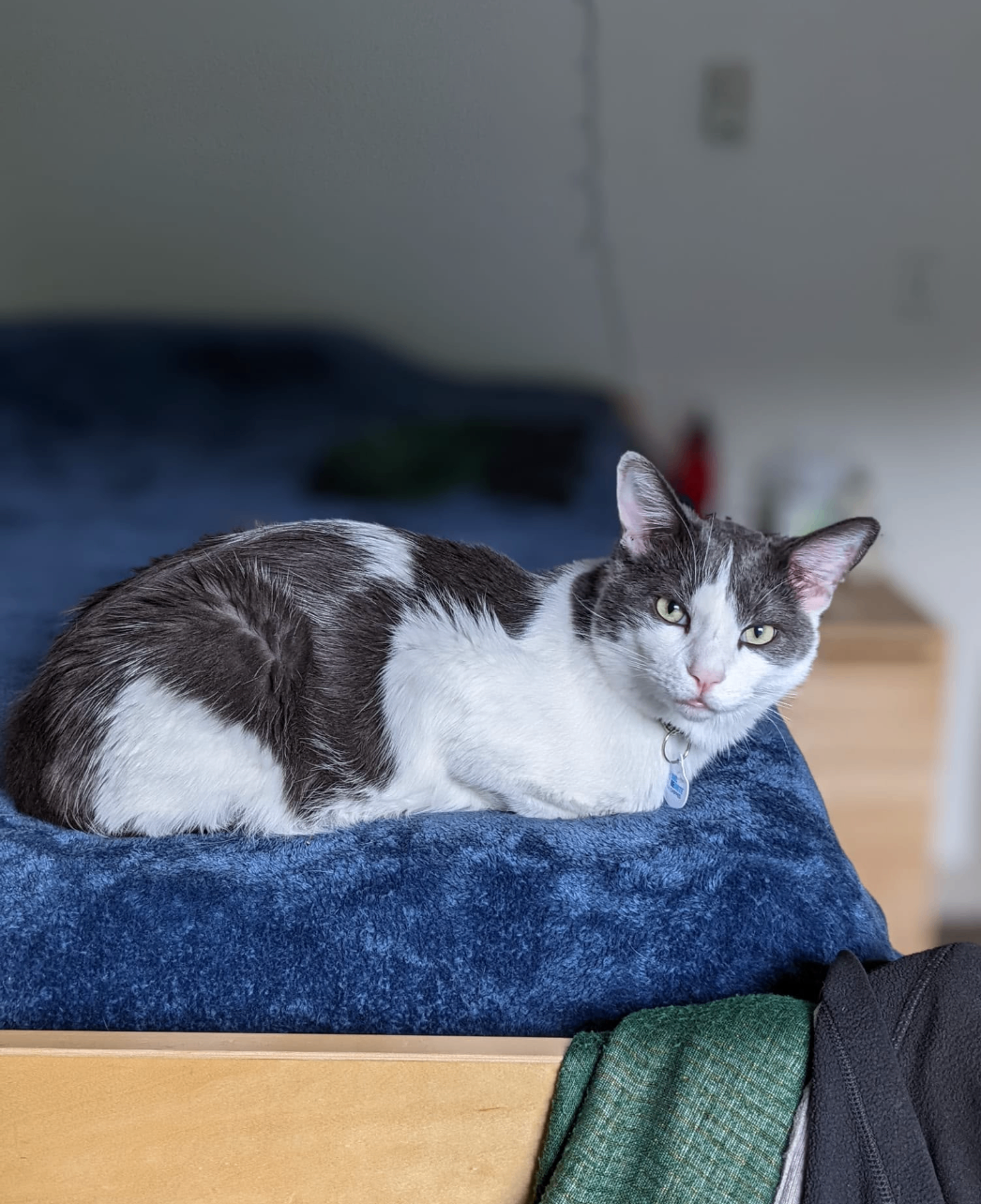 Lovely Cat looking for a new home 2