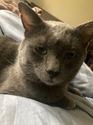 Cat for Adoption - No fees, neutered, up-to-date shots 3