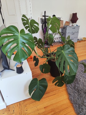 Monstera Deliciosa and Other Houseplants 4