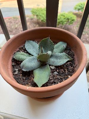 Balcony/outdoor plants 2
